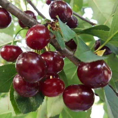 Дюк СЛАВЯНКА в Смоленске