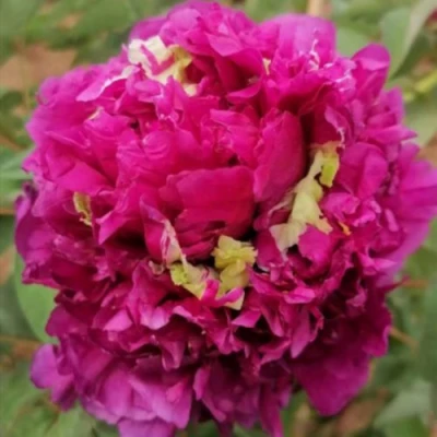 Пион ПОЛЕТ ЛАСТОЧКИ древовидный в Смоленске