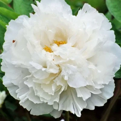 Пион БЕЛЫЙ СНЕГ древовидный в Смоленске