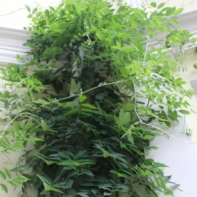 Глициния макростахия БЛЮ МУН в Смоленске