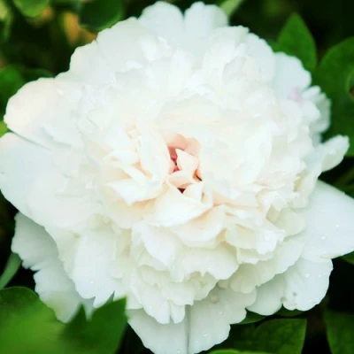 Пион СНЕЖНАЯ КРЕПОСТЬ древовидный в Смоленске