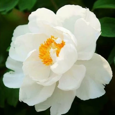 Пион ЛЕТНИЙ ДВОРЕЦ древовидный в Смоленске