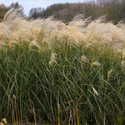 Мискантус ВАНИЛЛА СКАЙ китайский в Смоленске
