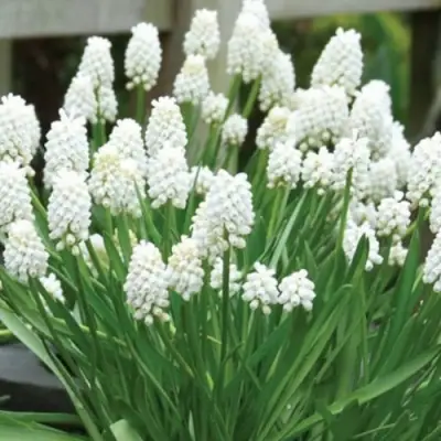 Мускари АЛЬБУМ гроздевидный в Смоленске