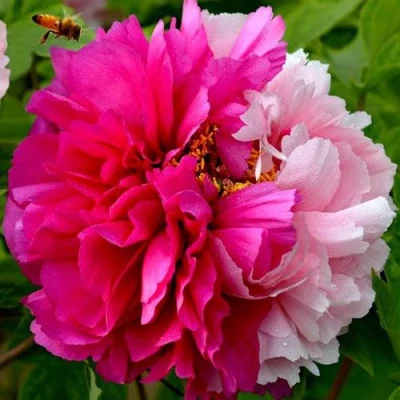 Пион ДВЕ СЕСТРЫ древовидный в Смоленске