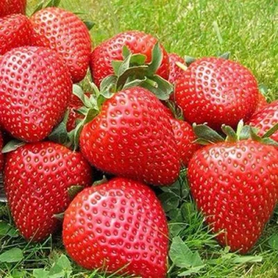 саженцы клубники Элиане