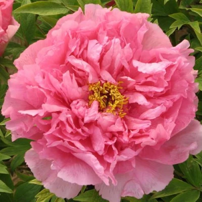 Пион СЕРЕБРИСТЫЙ РУЧЕЙ древовидный в Смоленске