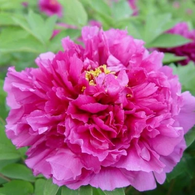 Пион ЛИЛОВАЯ ФАНТАЗИЯ древовидный в Смоленске