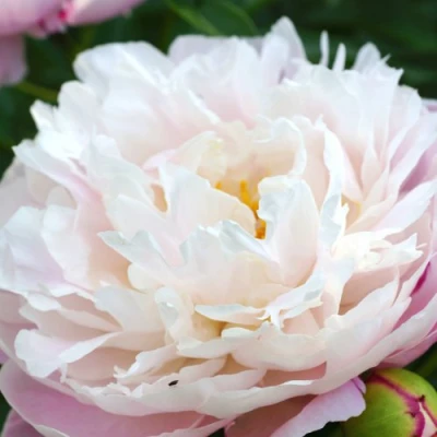 Пион ЛЕДИ АЛЕКСАНДРА ДАФФ травянистый в Смоленске