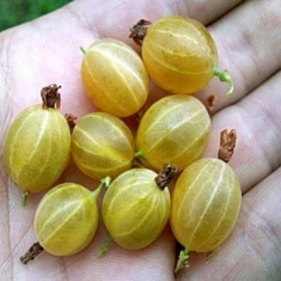 Крыжовник ЯРОВОЙ в Смоленске