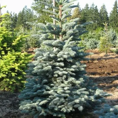 Пихта благородная в Смоленске