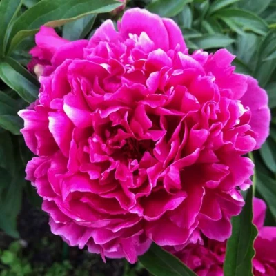 Пион КАРЛ РОЗЕНФЕЛЬД травянистый в Смоленске