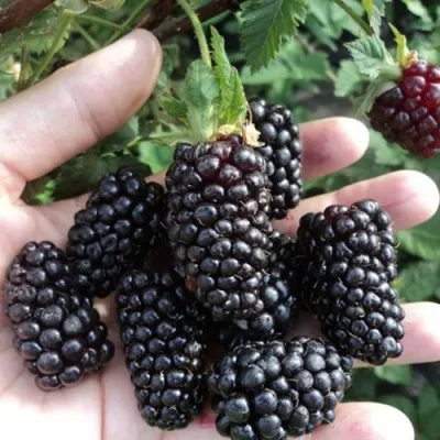 Ежевика ЛОХ НЕСС бесшипная в Смоленске