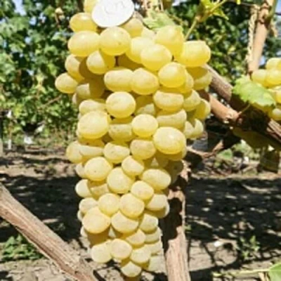 Виноград КИШМИШ ЗОЛОТЦЕ в Смоленске