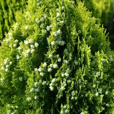 Туя восточная в Смоленске