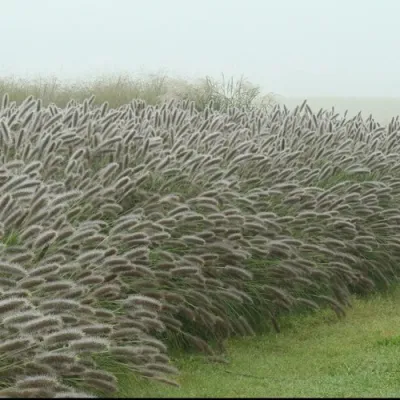 Пеннисетум ЛЕДИ Ю в Смоленске