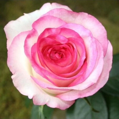 саженцы розы Дольче Вита