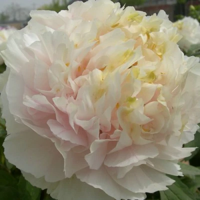 Пион ЗОЛОТОЙ ИЗУМРУД древовидный в Смоленске