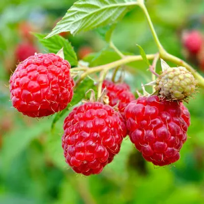 Малина РУБИФОЛ в Смоленске