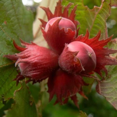 Фундук МОСКОВСКИЙ РУБИН в Смоленске