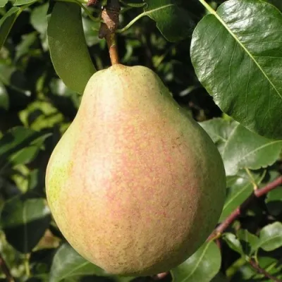 Груша ЛИРА в Смоленске