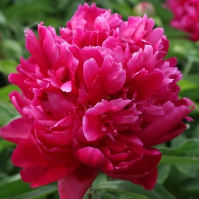 Пион ПЕСНЬ ВЕТРА травянистый в Смоленске