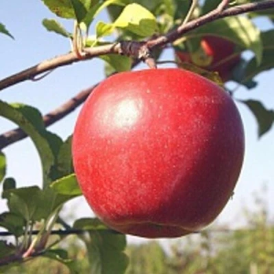 Яблоня ЛИГОЛ в Смоленске