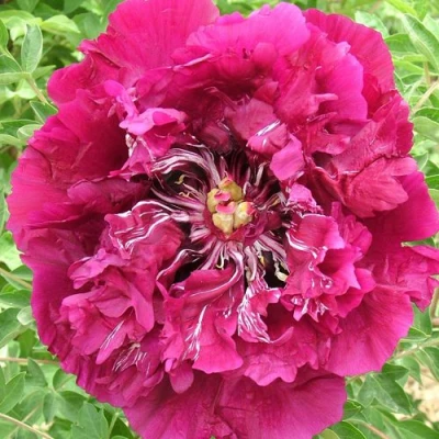 Пион ПУРПУРНЫЙ ОКЕАН древовидный в Смоленске