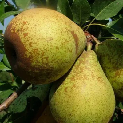 Груша ГЕНЕРАЛ ЛЕКЛЕРК в Смоленске