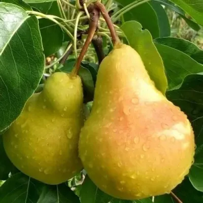 Груша ЛАДА в Смоленске