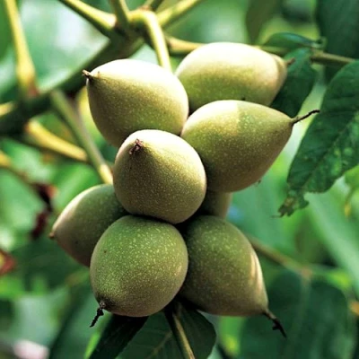 Орех МАНЬЧЖУРСКИЙ в Смоленске