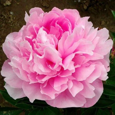 Пион ЛЕТЯЩИЙ ЖУРАВЛЬ травянистый в Смоленске