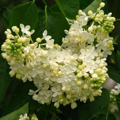 Сирень ПРИМРОУЗ в Смоленске