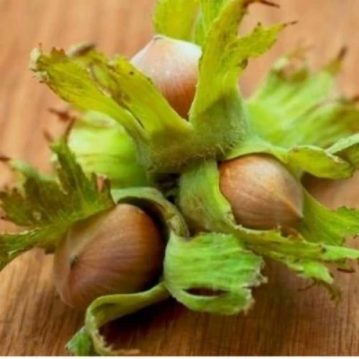 Фундук ГИГАНТ ТАМБОВСКИЙ в Смоленске