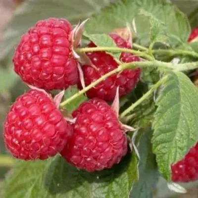 Малина СОЛНЫШКО в Смоленске