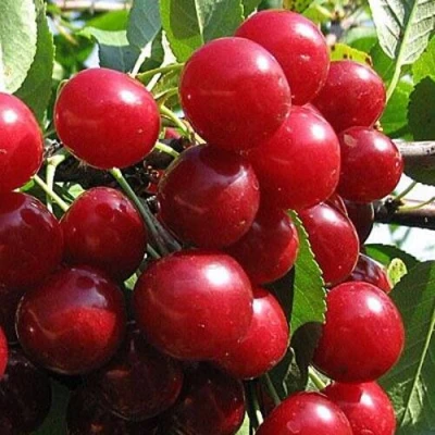 Вишня ГЛУБОКСКАЯ в Смоленске