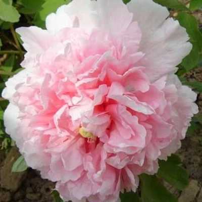 Пион БУКЕТ РОЗОВЫХ ГВОЗДИК древовидный в Смоленске