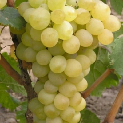 Виноград АВГУСТИН в Смоленске