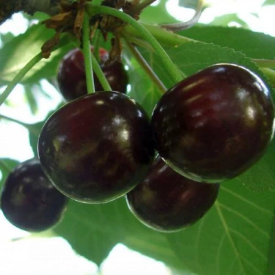 Дюк КСЕНИЯ (ЧЕРЕВИШНЯ) в Смоленске