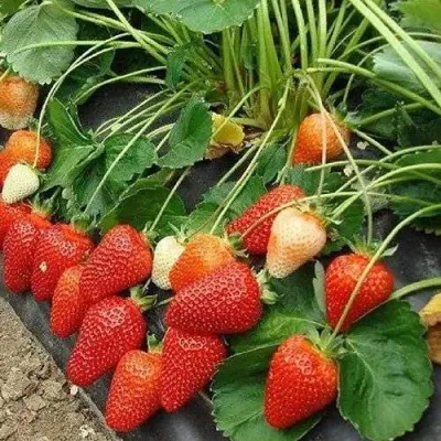 Клубника РОКСАНА в Смоленске