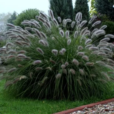 Пеннисетум ЛЕДИ Ю в Смоленске