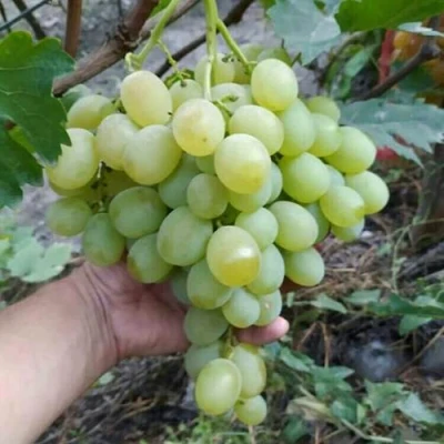 Виноград ВАНЮША в Смоленске