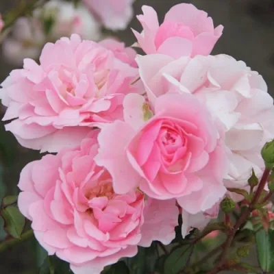 Роза БОНИКА флорибунда в Смоленске