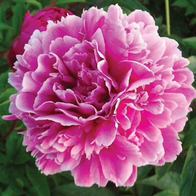Пион ПУРПУРНАЯ ФЕЕРИЯ травянистый в Смоленске