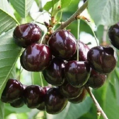 Черешня ЛЕНИНГРАДСКАЯ ЧЁРНАЯ в Смоленске