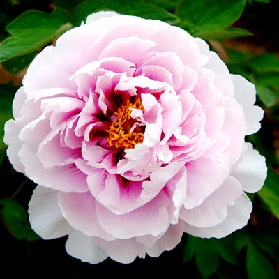 Пион ПЕРСИК ПОД СНЕГОМ древовидный в Смоленске