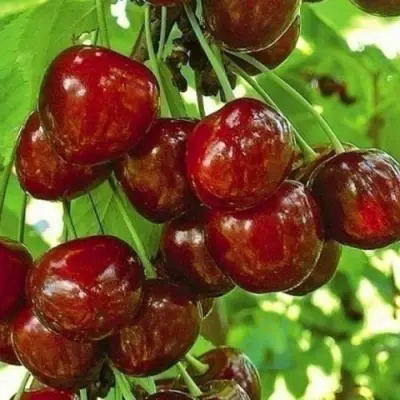 Черешня БУРЛАТ в Смоленске