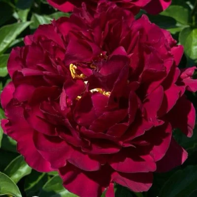 Пион ОЛД ФЕЙТФУЛ травянистый в Смоленске