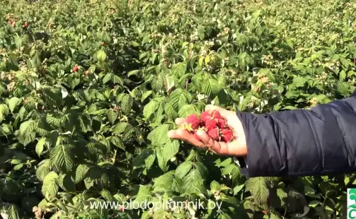 Превью видео