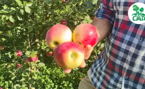 Превью видео